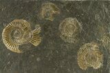 Dactylioceras Ammonite Cluster - Posidonia Shale, Germany #301405-1